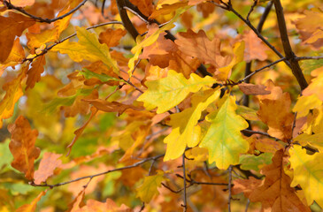 Autumn Oak Leaves Vibrant Foliage in Sunlight