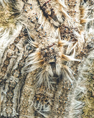 Macro shot of caterpillars on a tree in Koraput, Odisha, India in November 2024....