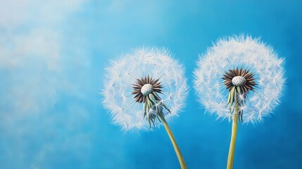 Naklejka premium dandelions against a sky-blue background