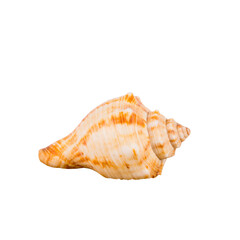 Fototapeta premium A Sea shell in sand pile isolated on white, side view Transparent PNG 