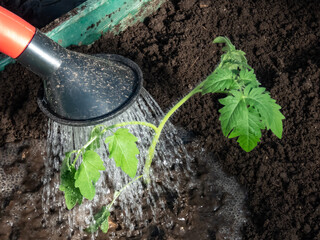 Close-up of water from watering can on a green tomato plants growing in a soil in spring. Gardening concept