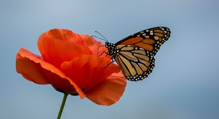 Scenic view of a closeup of the monarch butterfly, danaus plexippus on the flower.