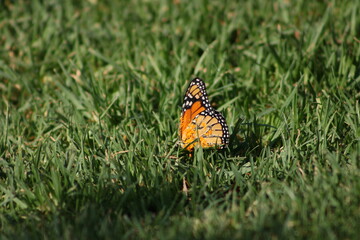 Monarch Butterfly Resting on Green Grass in Sunlight