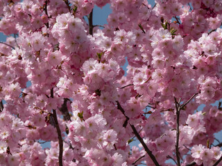 Close-up of the cherry blossom or japanese pink sakura flowering with pink flowers in springtime