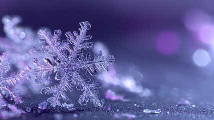 Fototapeta premium Detailed Macro Photograph of a Single Snowflake on a Cool Blue and Purple Background