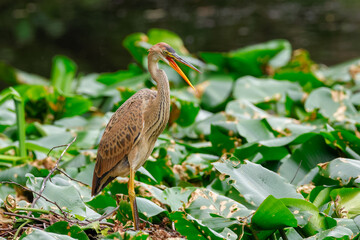purple heron