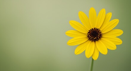 A closeup of a yellow daisy flower in vivid detail