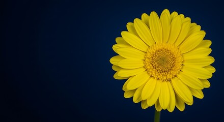 A closeup of a yellow daisy flower