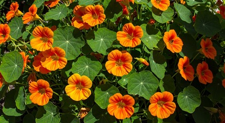 Beautiful capture of a high-angle view of the garden nasturtium flower plant with green leaves