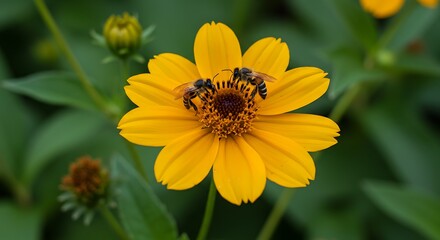 Beautiful capture of a shallow focus shot of two honey bees pollinate a mexican sunflower in the garden