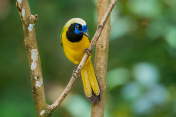 Green Jay, Cyanocorax yncas, Stunning and unmistakable: green and yellow plumage with bold black-and-blue head pattern. Ecuador