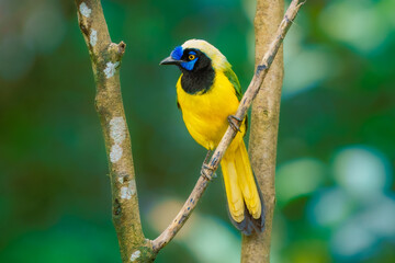 Green Jay, Cyanocorax yncas, Stunning and unmistakable: green and yellow plumage with bold black-and-blue head pattern. Ecuador