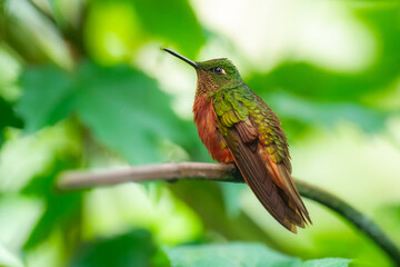 Chestnut-breasted coronet, Boissonneaua matthewsii, Belligerent hummingbird of Andean cloud forest; ranges from far southwestern Colombia south to Peru.