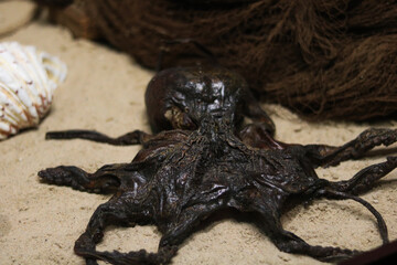 Dried Octopus on Sandy Surface