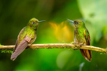 Buff-tailed coronet, Medium-sized hummingbird, mostly dark green with obvious buffy underwing and mostly buffy tail. 