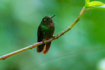 Green back with pink or violet shining throat male of Tourmaline Sunangel Heliangelus exortis hummingbird perched on mossy twig, displays pink throat, blurred branches in background.