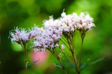 Eupatorium cannabinum