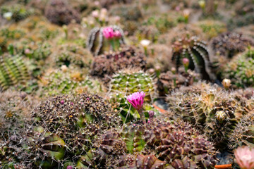 Rows of vibrant cacti varieties including gymnocalycium, astrophytum, and melocactus flourish in a greenhouse, showcasing their unique shapes and colorful blooms