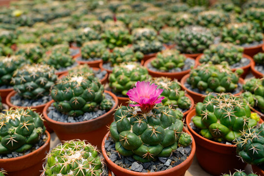Rows of vibrant cacti varieties including gymnocalycium vatery flourish in a greenhouse, showcasing their unique shapes and colorful blooms - Powered by Adobe
