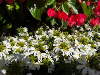 red and white flowers