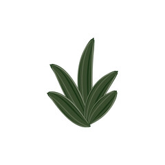 Obraz premium sage leaves isolated on white