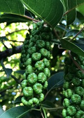 Majestic ombú tree (Phytolacca dioica) with broad trunk and lush canopy. Iconic South American species, perfect for nature, landscape, or botanical themes. known as : Bellasombra, Fitolaca, Umbú.