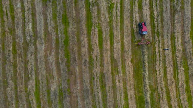 Top down aerial drone footage of a red tractor collecting freshly vut silage hay behind it in a pile while a stork is flying near it and landing on a grassy green and brown farm field. Cloudy day time