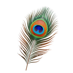 Obraz premium Peacock Feather, isolated on transparent background 