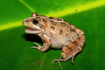 A beautiful Clicking Stream Frog, also known as a Gray’s Stream Frog or Spotted Stream Frog (Strongylopus grayii), in the fynbos in Western Cape, South Africa