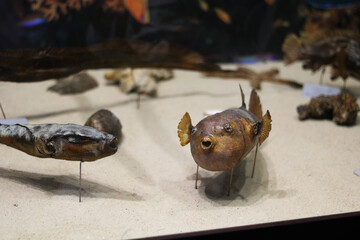 Preserved Fish Specimens on Display