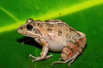 Fototapeta premium A beautiful Clicking Stream Frog, also known as a Gray’s Stream Frog or Spotted Stream Frog (Strongylopus grayii), in the fynbos in Western Cape, South Africa