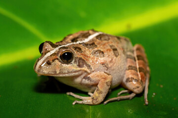 A beautiful Clicking Stream Frog, also known as a Gray’s Stream Frog or Spotted Stream Frog (Strongylopus grayii), in the fynbos in Western Cape, South Africa