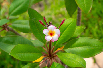 南国に咲く可憐なプルメリア
