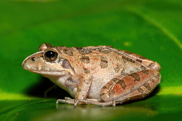 A beautiful Clicking Stream Frog, also known as a Gray’s Stream Frog or Spotted Stream Frog (Strongylopus grayii), in the fynbos in Western Cape, South Africa
