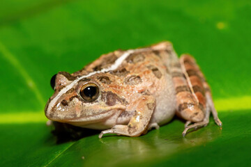 A beautiful Clicking Stream Frog, also known as a Gray’s Stream Frog or Spotted Stream Frog (Strongylopus grayii), in the fynbos in Western Cape, South Africa