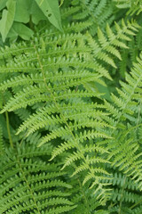 Closeup on the lush green foliage of the cosmopolitan fern, Pteridium aquilinum