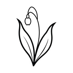 a black and white drawing of a lily of the valley
