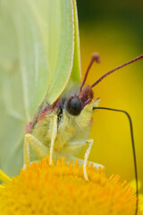 Extreme closeup on a European Brimstone butterfly with closed wings on a yellow common fleabane flower