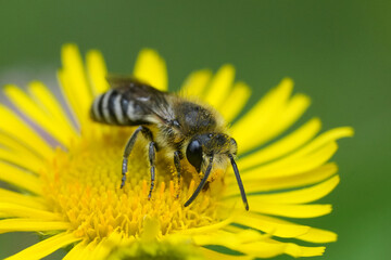 Closeup on a plasterer bee, Colletes daviesanus group on a common or meadow false fleabane flower