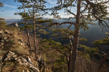 Scenic mountain view with rocky cliff and pine trees in the foreground, distant peaks covered in light haze, and a clear blue sky. Perfect for nature, travel, tourism and adventure concepts.