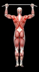 Obraz premium Anatomical Figure Performing Pull-up Exercise Displaying Muscle Structure