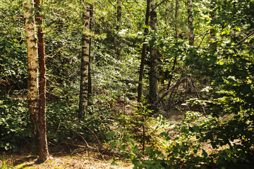 Summer forest landscape with green foliage and sunlight filtering through trees. Natural woodland with birch and pine trunks. Peaceful wild nature scene in sunny weather. Outdoor wilderness background