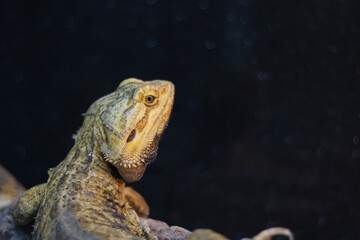 Close-up of a Bearded Dragon Lizard