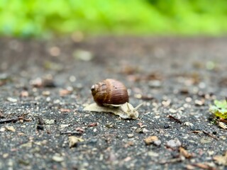 a snail crawls on the asphalt