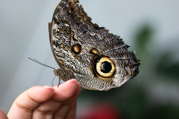 Butterfly with Eye-like Wing Patterns on Hand