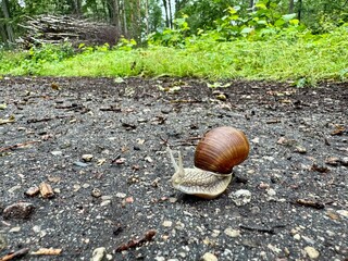 a snail crawls on the asphalt
