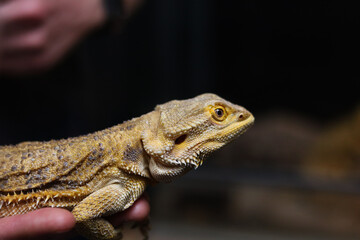 Close-Up of Bearded Dragon Lizard