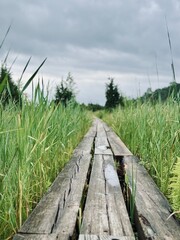 Fototapeta premium nature trail early morning