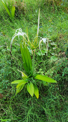 Like a dancer's flowing skirts, the graceful white flowers of the Beach spiderlily (Hymenocallis littoralis) provide a touch of tropical elegance to an August Mediterranean setting.