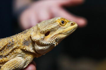 Close-Up of Bearded Dragon Lizard